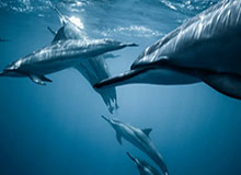 主场告别战破门！阿尔马达突破造点，梅西让点奥塔门迪主罚命中